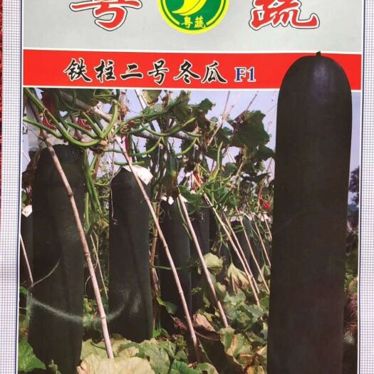 英德市冬瓜种子 大田用种 ≥90%