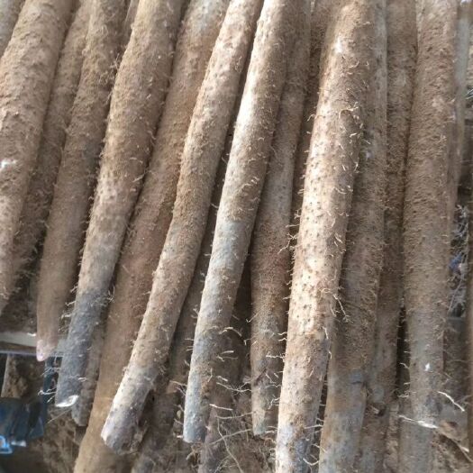 贺州 红皮山药原产地，便宜133好.9296.好3600来电