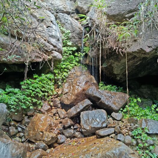 漳州中蜂野桂花蜜，冬蜜