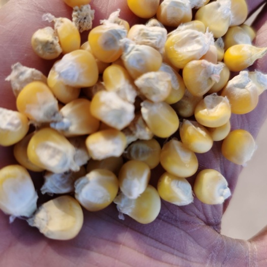 錦州供應(yīng)糯玉米粒