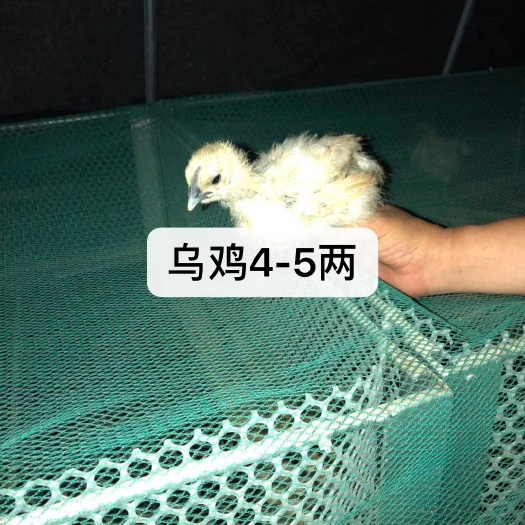 沭阳县 脱温乌骨鸡苗