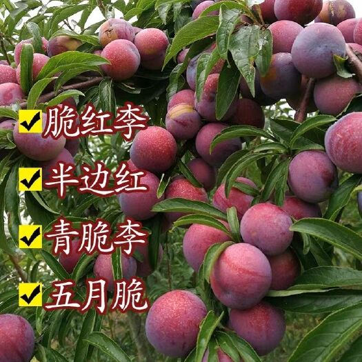 平邑县 李子树苗 美人醉  西布 蜂糖李子树现挖现发 包成活 假一