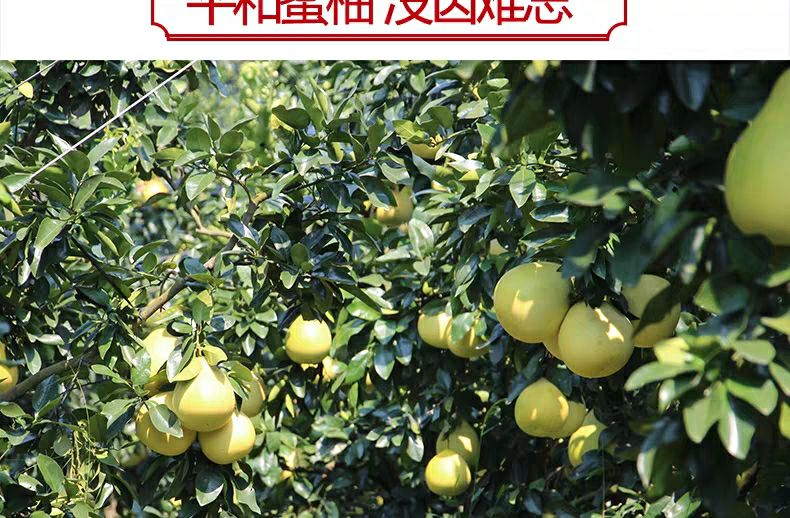  黄肉蜜柚当季柚子新鲜水果包邮应季黄心柚子黄柚批发10