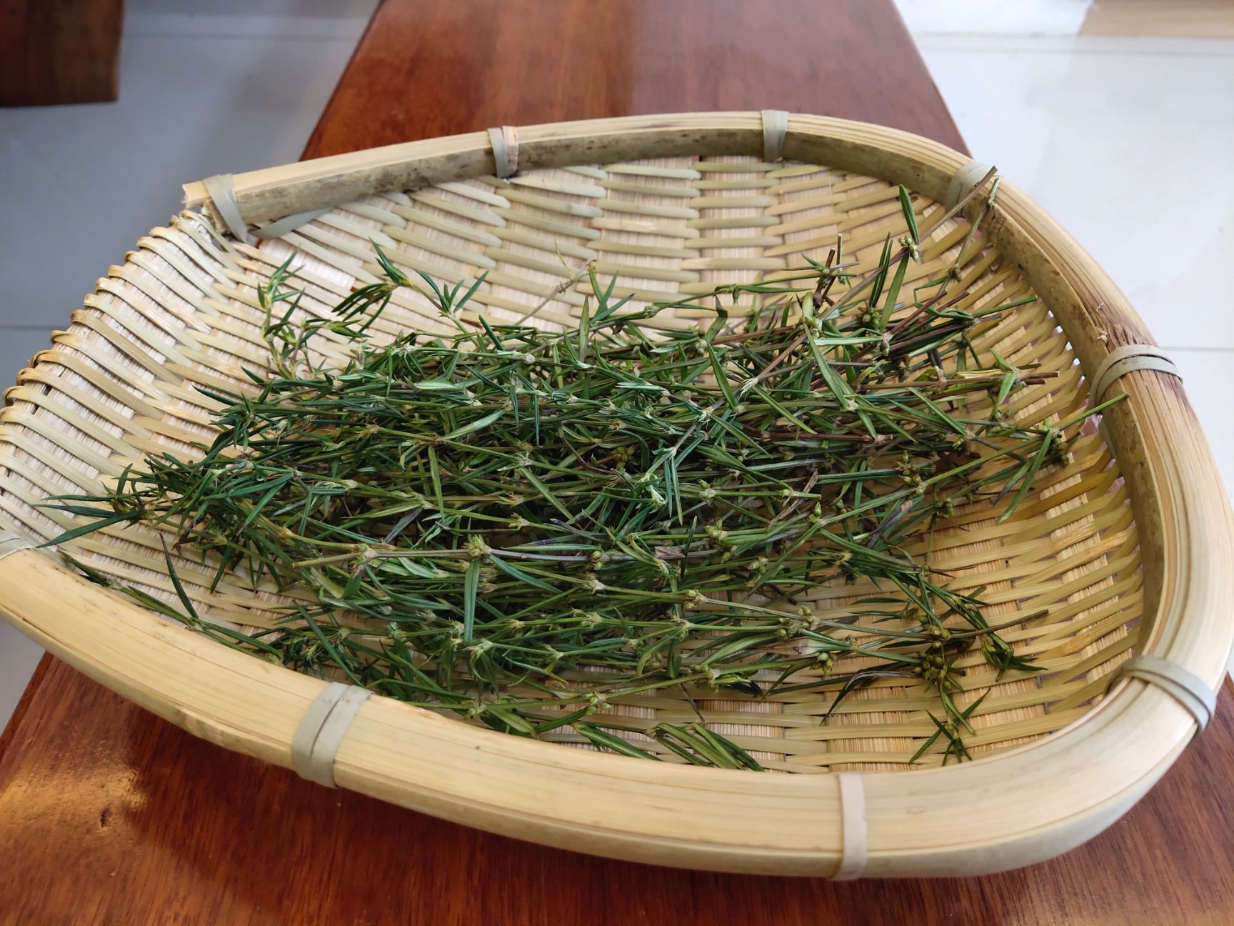 白花蛇舌草 百花舌舌草