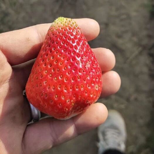妙香草莓 妙香，宁玉，大量批发出售