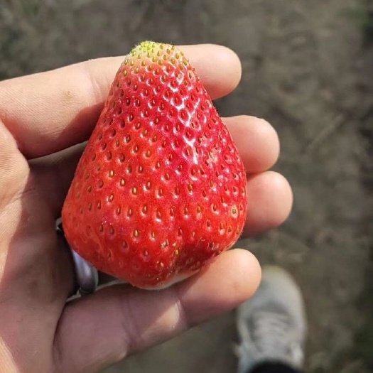 徐州妙香草莓 妙香，宁玉，大量批发出售
