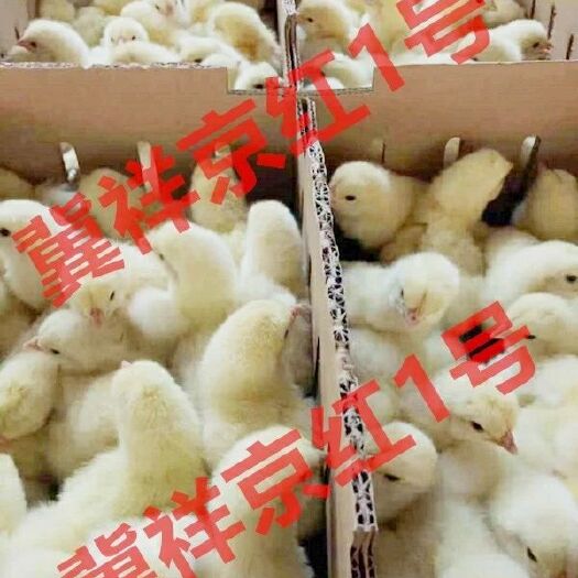 菏泽 京红鸡苗伊莎褐鸡苗海兰褐鸡苗