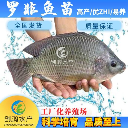 广州【大量供应】罗非鱼苗 高雄性罗非鱼苗 新吉富罗非鱼苗