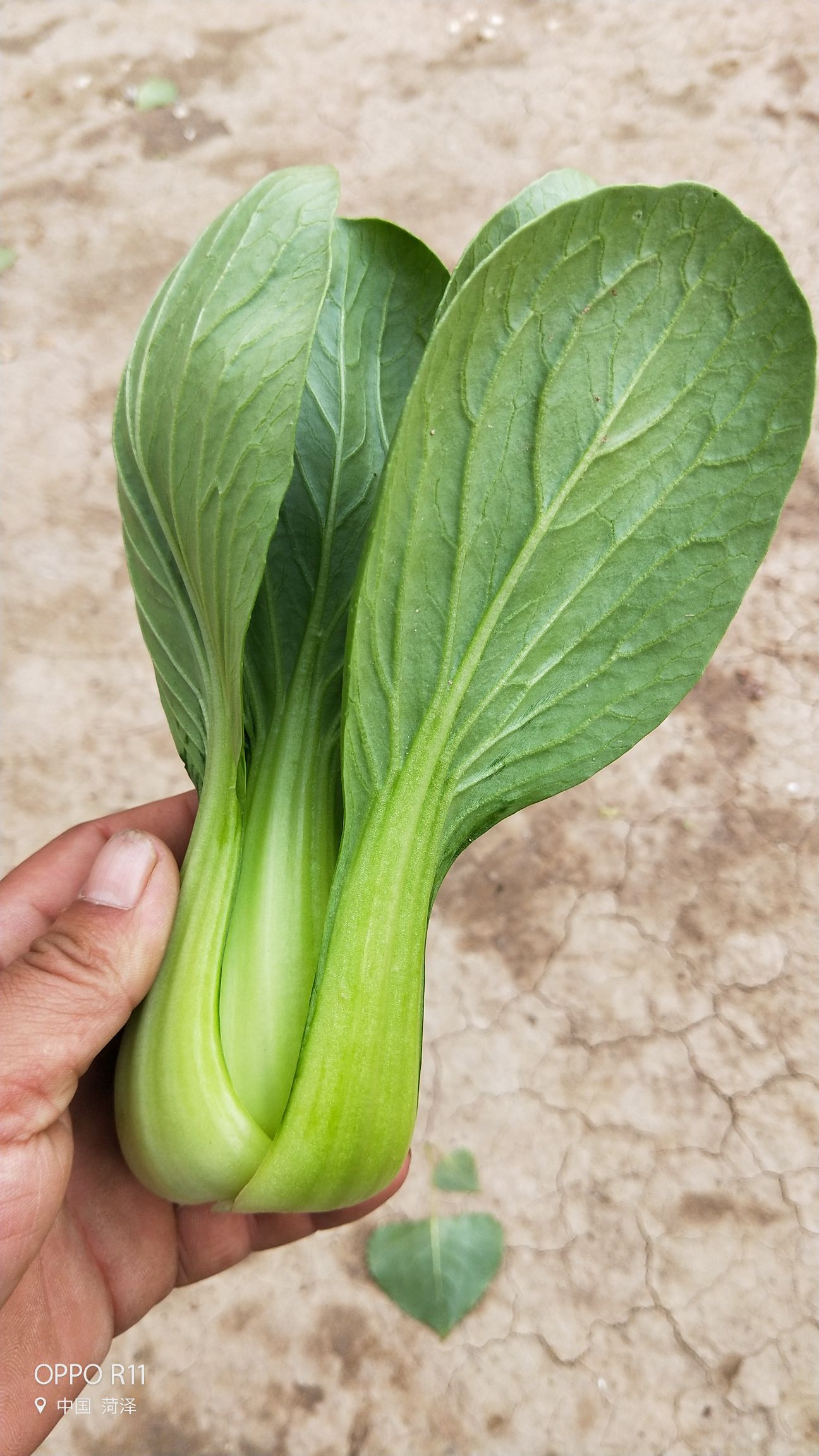 供应大厅 蔬菜 油菜 商品属性 品种名:北方小油菜 品种名:北方小油菜