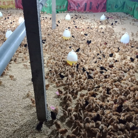 南宁土鸡苗 公