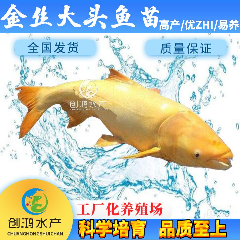 广州【精选推介】金鳙鱼苗 金花鲢鱼苗 金大头鱼苗 淡水养殖