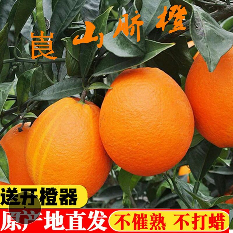  湖南崀山脐橙新鲜当季甜水果橙子胜赣南脐橙送开橙器包邮