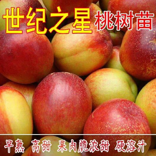 平邑县油桃苗 明年结果苗，，世纪之星，中油系列，包成活包品种