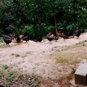 弥渡县果园 土地出租