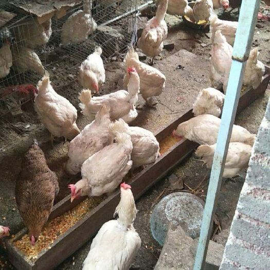 昆明 京白蛋鸡苗