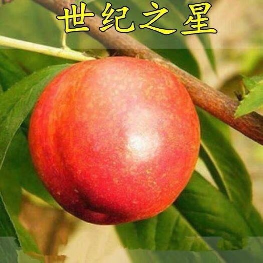  世纪之星油桃苗 包成果 包品种 基地直销