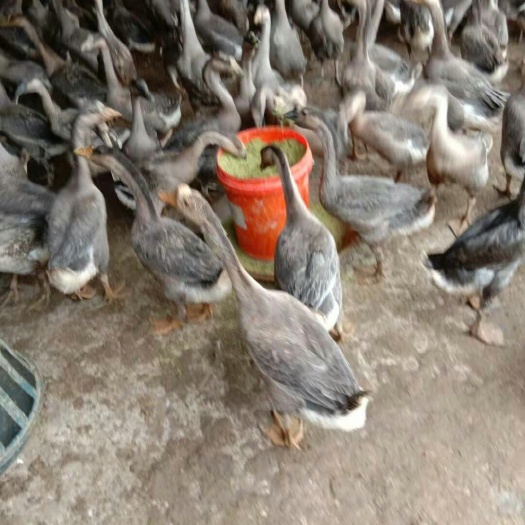 宾阳县马岗鹅 急需货的看捉紧下单了，好货不等人