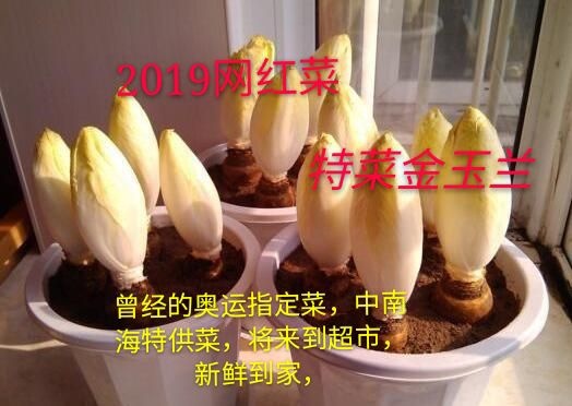 临漳县 农场直供，盆栽金玉兰，盆栽蘑菇