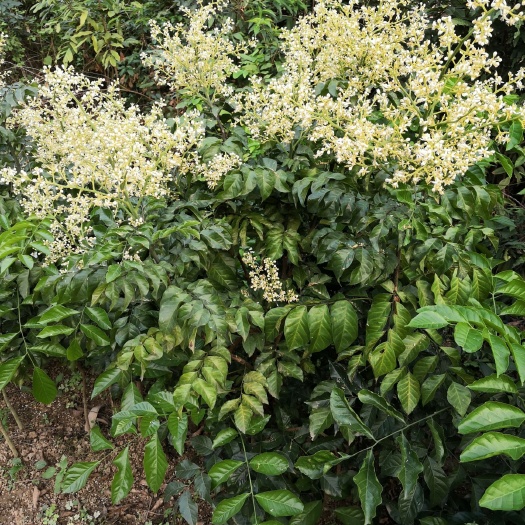灵山县广西灵山优质鸡心黄皮果苗 商家直供