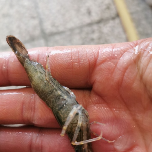 青虾 人工饲养