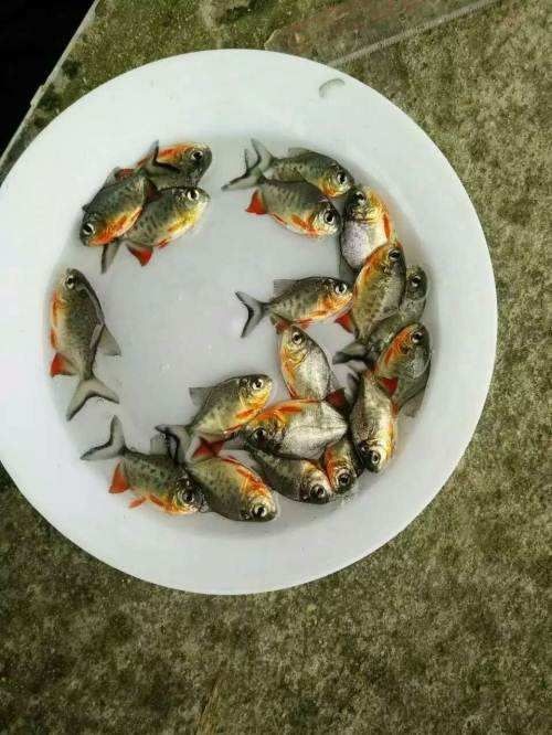 高州市鲳鱼苗 统货