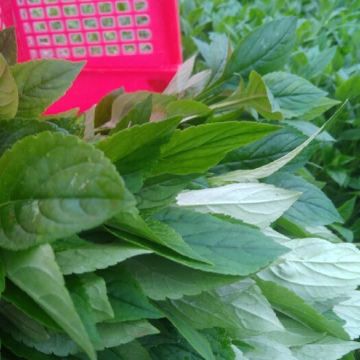 古田县苦菜;清凉，无污染，人工种植，找客户中，有需要的联系我吧！