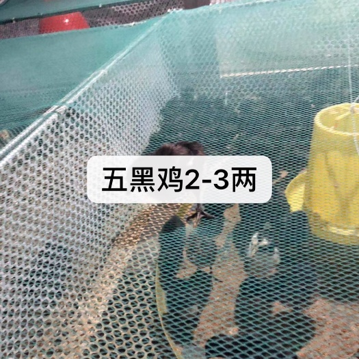 沭阳县 脱温鸡苗