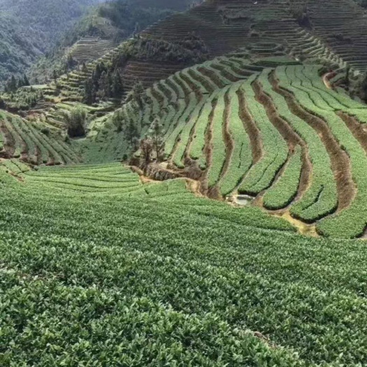 闽清县武夷肉桂 有自己茶山300多亩，合作批发零售。