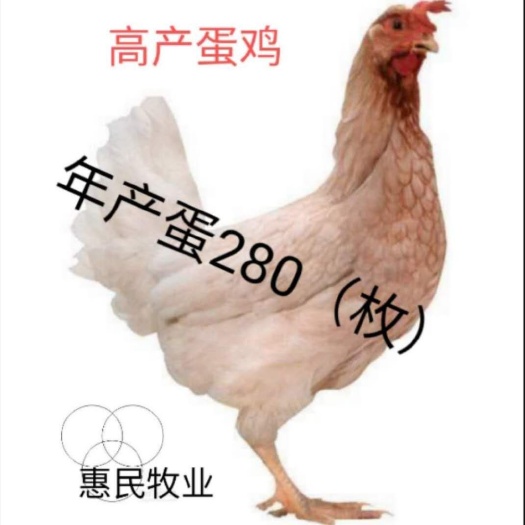南宁养殖场海兰灰蛋鸡苗 蛋鸡苗 包疫苗 包路损