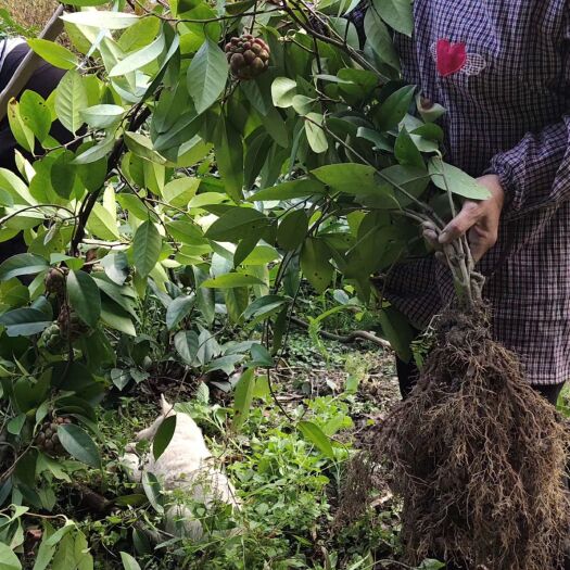 通道县粉红一号 黑老虎粉红1号三年苗
