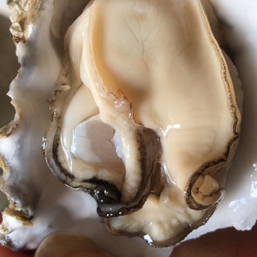 湛江湛江牡蛎 今日湛江蚝，脆生蚝，还是肥肥的