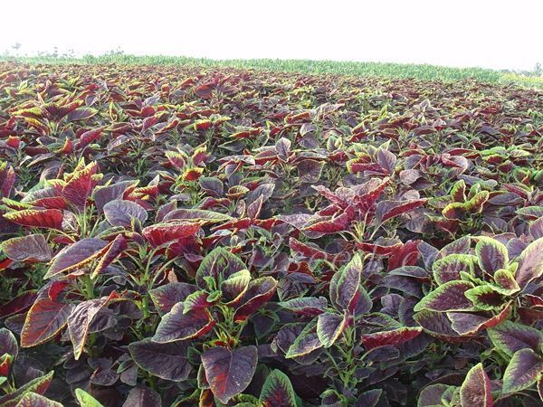 紅莧菜種子 每包50克，品種優(yōu)良，種籽飽滿，發(fā)芽率高！包退！