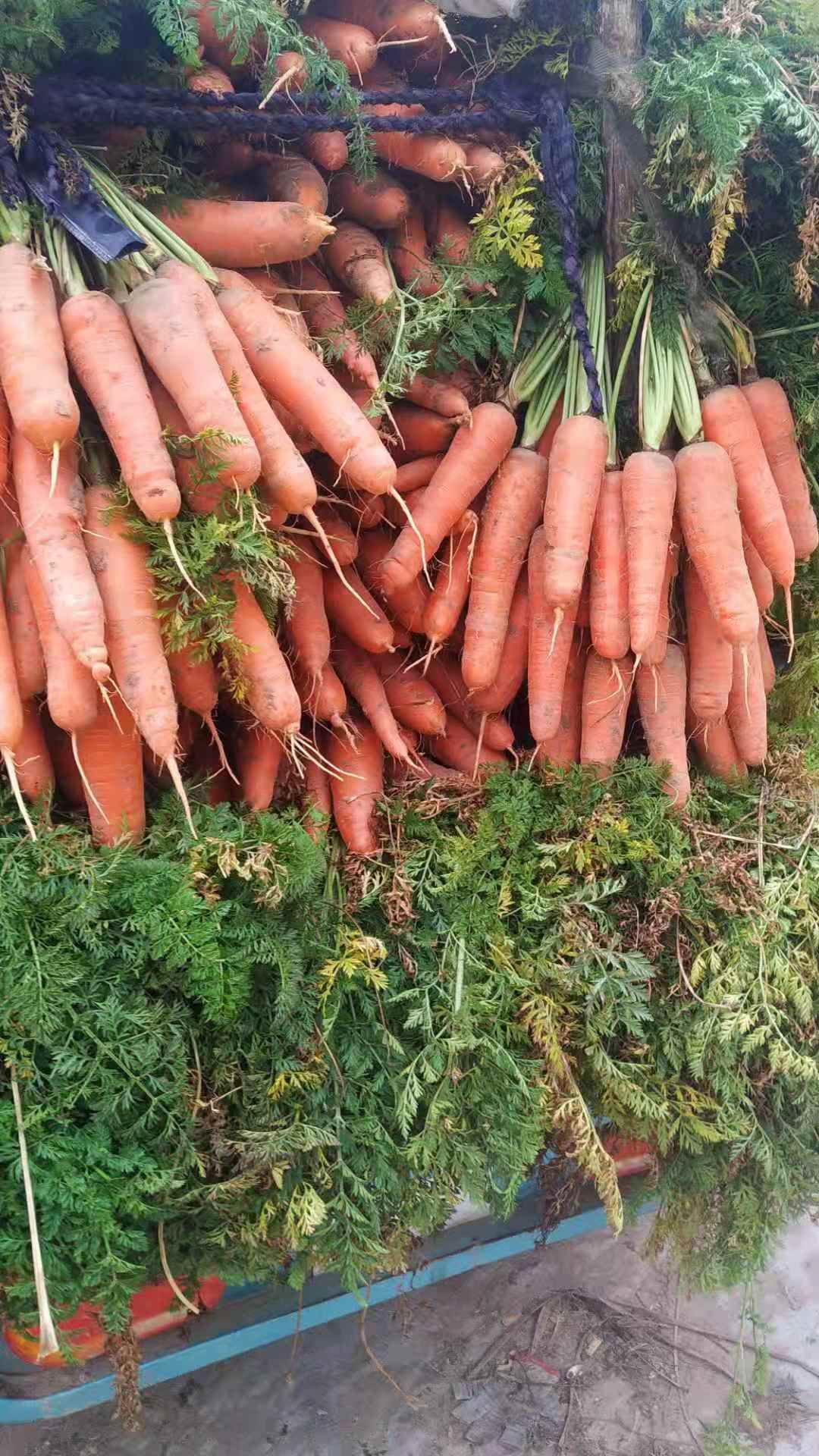 水果萝卜 优质罗卜