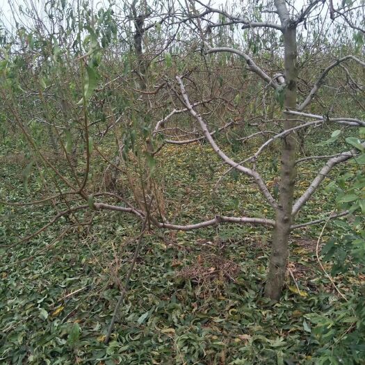 枣阳市 桃树苗观赏桃花