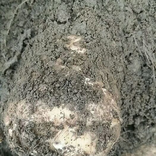 彝良县 天麻是真的，我也是真的，你的选择是我最需要的。