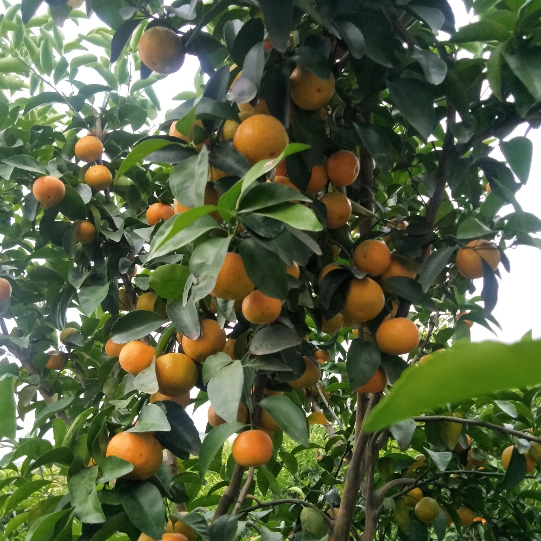 沙糖桔 广西象州县砂糖橘丰盛产地，老板直接到地头选果谈价