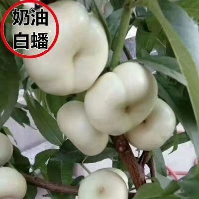 平邑县奶油白蟠桃树苗水果苗白如玉桃树苗嫁接桃树苗南北方种植地栽盆