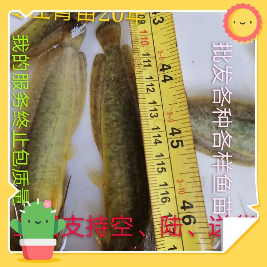 佛山三黄塘鲺 三黄塘角鱼，一斤40-50尾