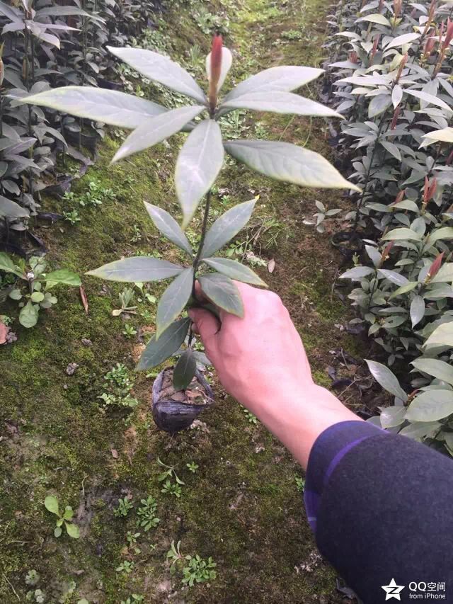 金丝楠苗  纯正金丝楠木苗，袋装苗，带土发货，一次合作终身朋