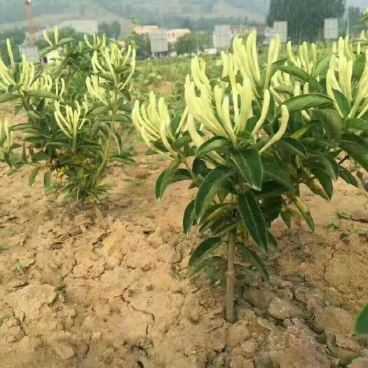 平邑县四季金银花苗 基地正品纯正金银花种苗，基地现货，包成活率，假苗赔付，