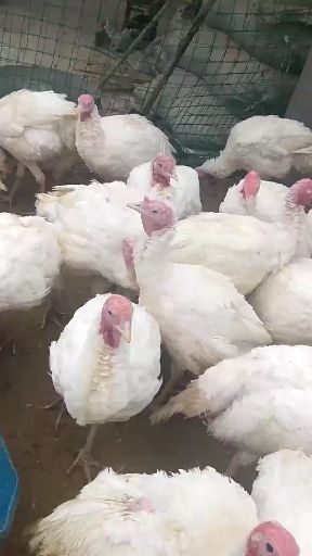 巨野县 常年大量出售青铜火鸡尼古拉火鸡