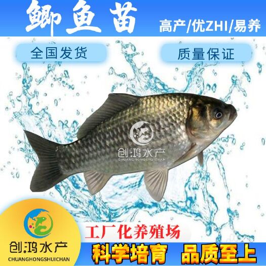 广州中科3号鲫鱼苗  【优惠销售】鲫鱼鱼苗 中科三号鲫鱼苗 白鲫