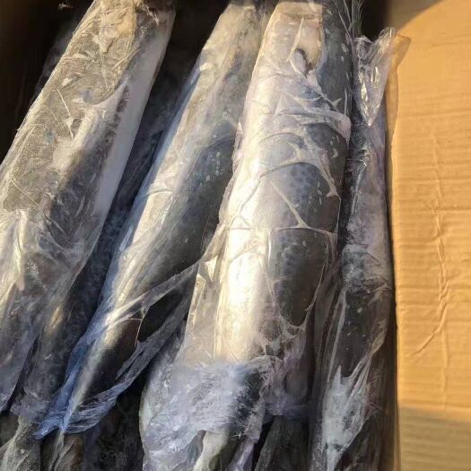 连云港 新鲜马鲛鱼