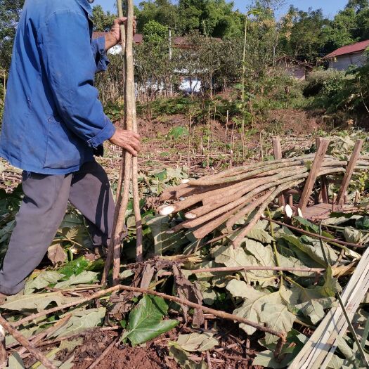 重庆市 大通草取芯机