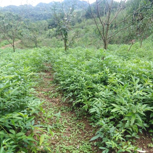 贵阳 青花椒苗两年苗