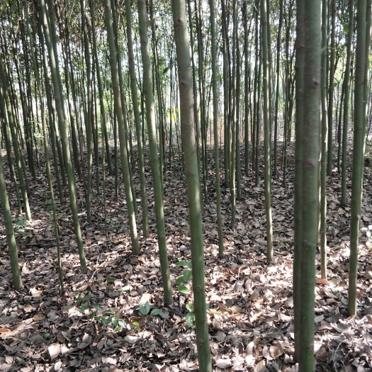 孝昌县 香樟4公分