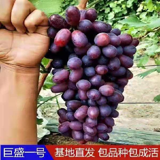 平邑县巨盛一号葡萄苗  葡萄苗 巨圣一号 当年挂果 包邮 南北方种植