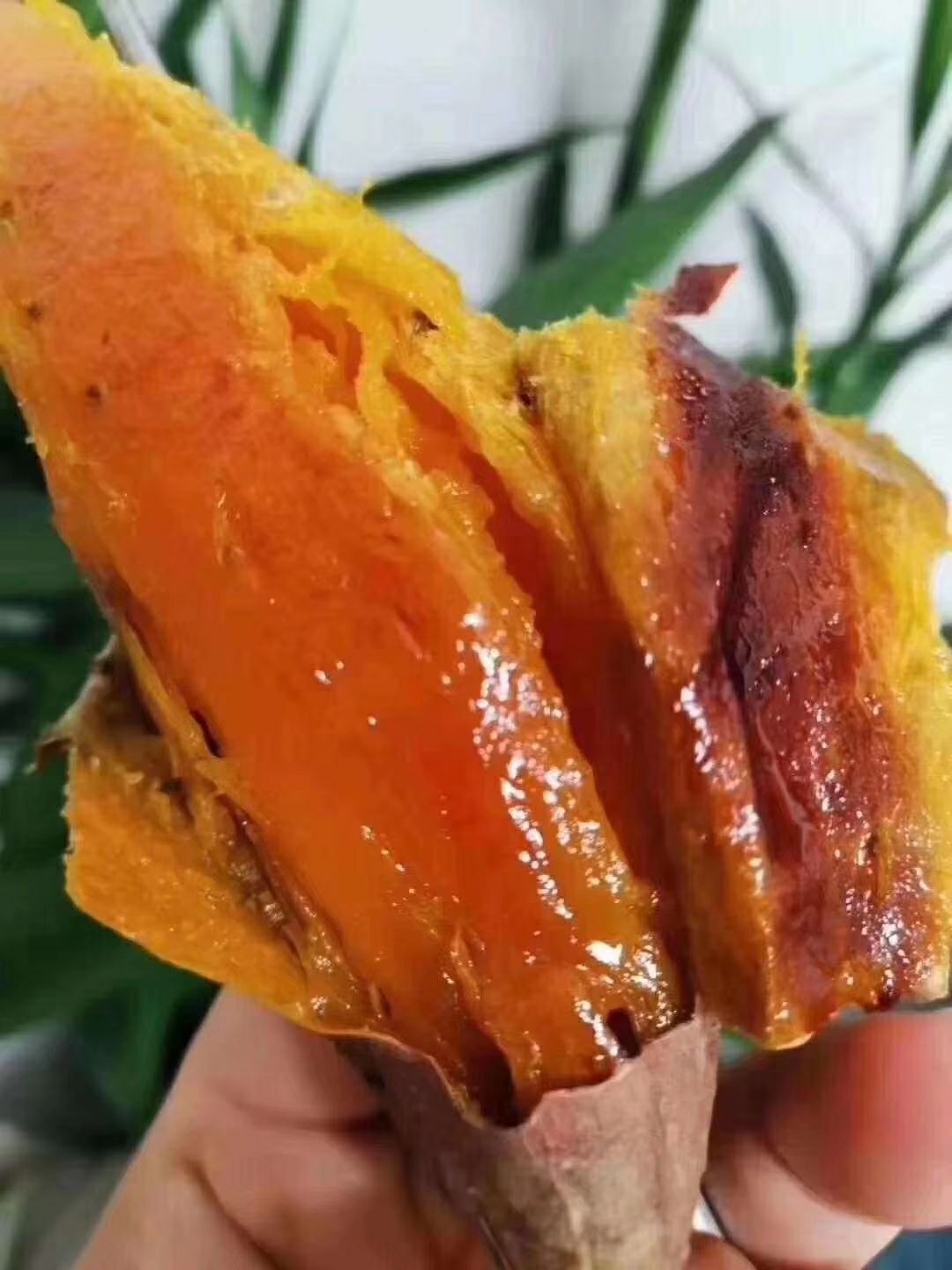  红薯，高原蜜薯。精品。