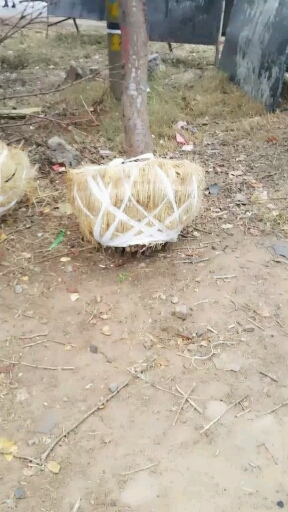 郯城县速生法桐 法桐