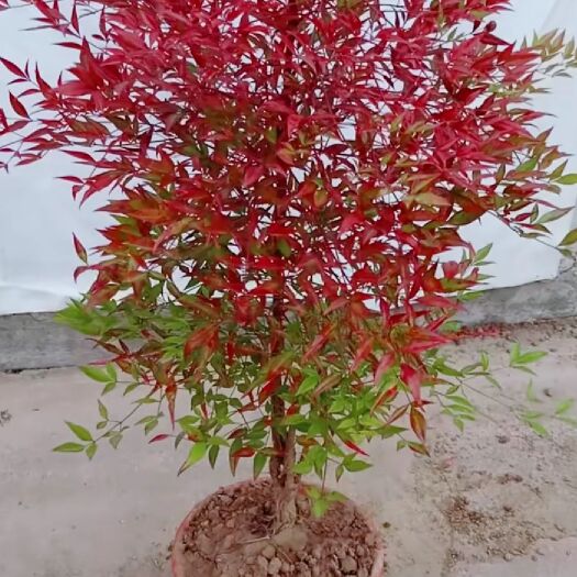 壽竹 楠天竹，又名長(zhǎng)